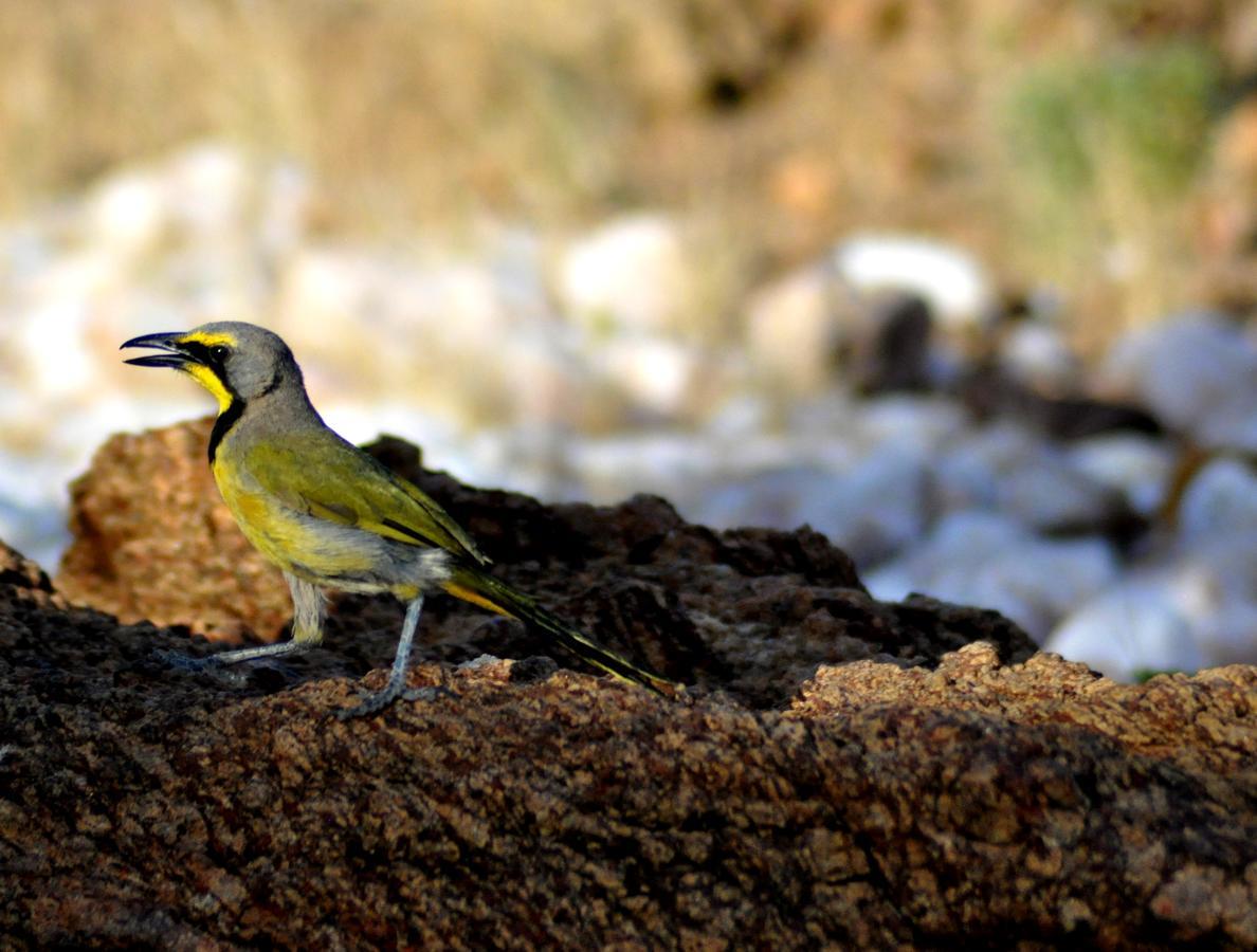 فيلا Daberas Guest Farm Augrabies المظهر الخارجي الصورة