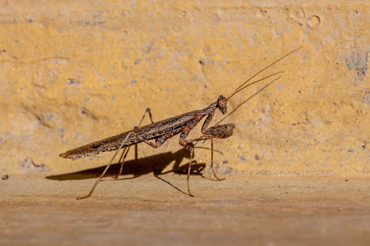 فيلا Daberas Guest Farm Augrabies المظهر الخارجي الصورة